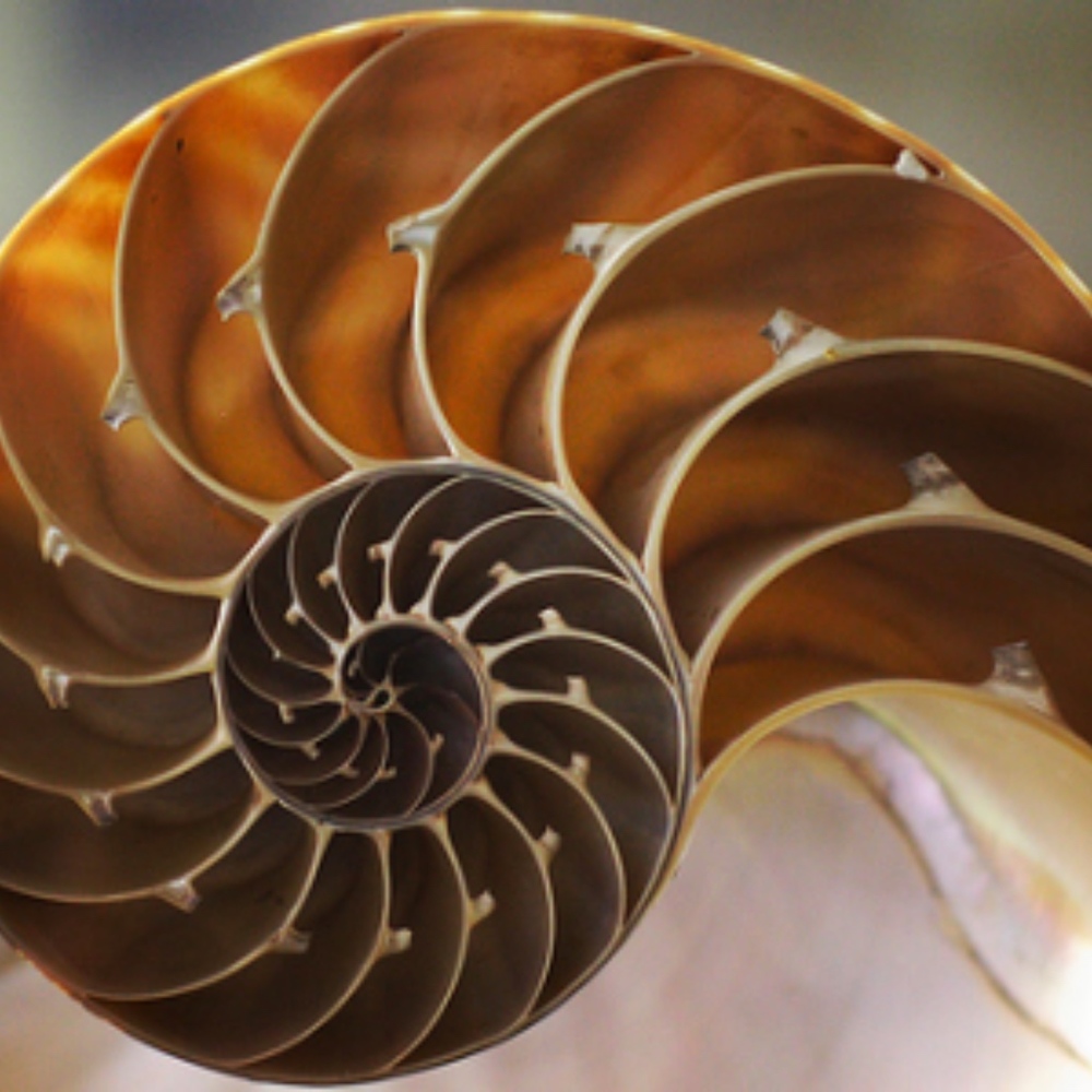 Meet your Posher, Nicolas